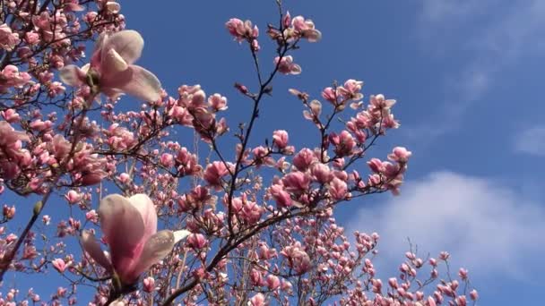 Floração brilhante e colorido Magnolia árvores nos jardins públicos de Krasnodar
. - Filmagem, Vídeo