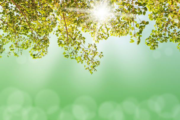 Zelený strom s rozmazané světla bokeh - Fotografie, Obrázek