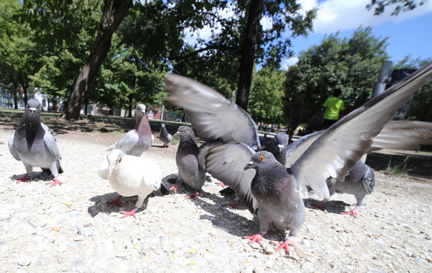 голуби і голуби їдять хлібні крихти в громадському парку
 - Фото, зображення