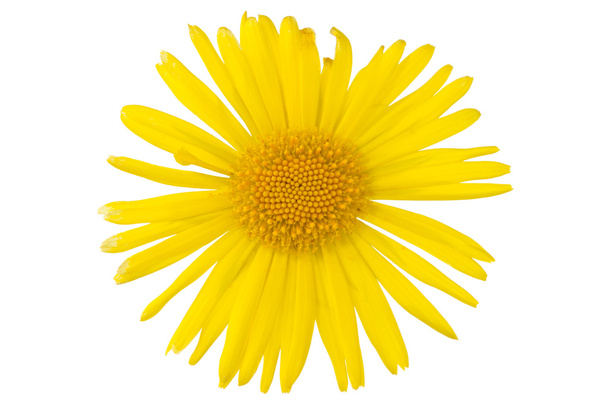 Yellow daisy flower - Fotó, kép
