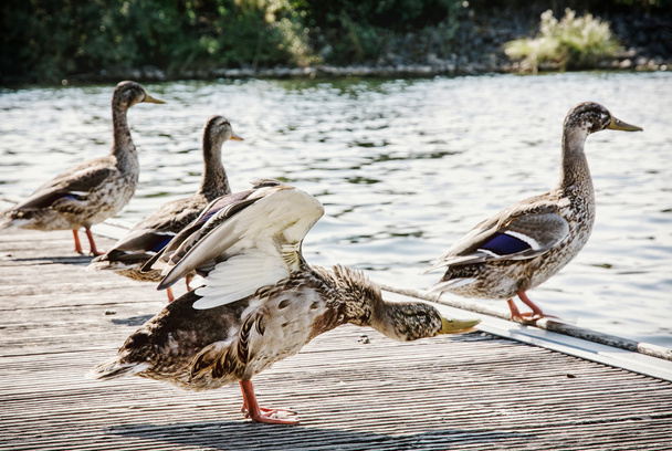 Canards colverts sauvages sur la rive du lac, scène naturelle
 - Photo, image