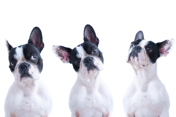 Collage Bulldog francés
 - Foto, imagen