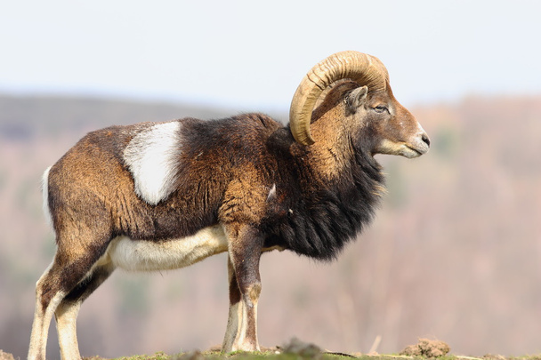 bonito majestoso mouflon ram
 - Foto, Imagem