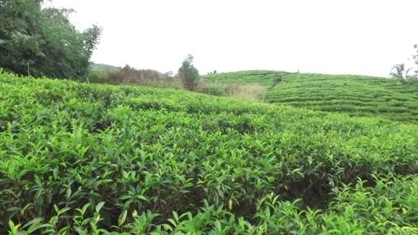 Herbata plantation pole na Sri Lance - Materiał filmowy, wideo
