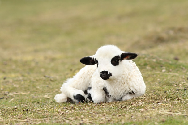 怠惰な白い羊 - 写真・画像
