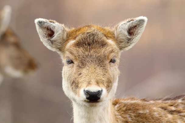 portrait of cute fallow deer hind - Photo, Image
