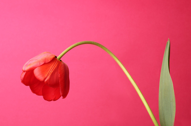 Open tulip - Valokuva, kuva