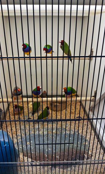 Molti uccelli in una gabbia
 - Foto, immagini