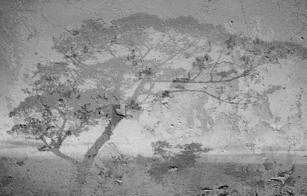 Ağaç gölge beyaz bir duvar, yumuşak odak - Fotoğraf, Görsel