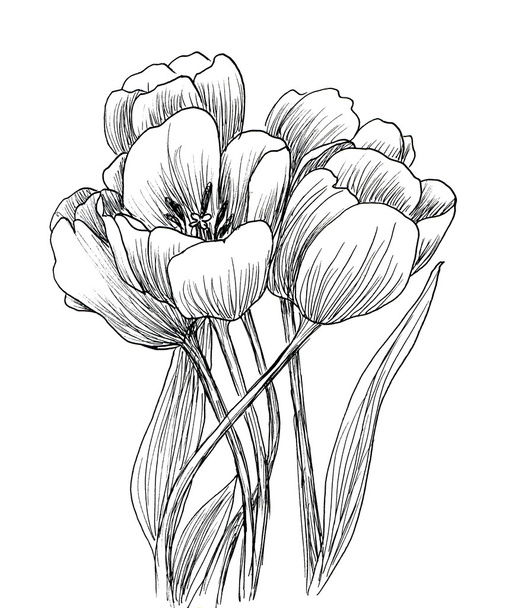 hand drawn decorative tulips for your design - Photo, image