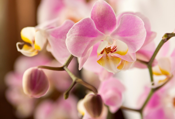 Ветвь цветущей розовой орхидеи - Фото, изображение