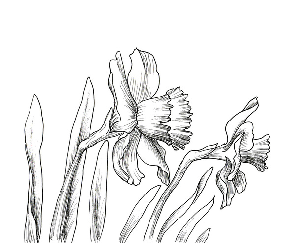 Narcissus flowers hand drawn style - Fotoğraf, Görsel
