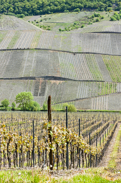 vineyars κοντά στο polich, Ρηνανία-Παλατινάτο, Γερμανία - Φωτογραφία, εικόνα