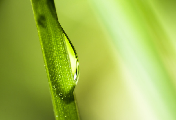 water druppel uiterst close-up op gras - Foto, afbeelding