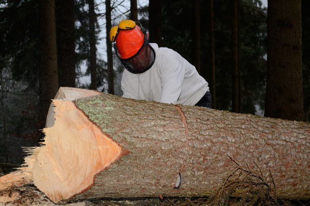 Persona en trabajo forestal
 - Foto, Imagen