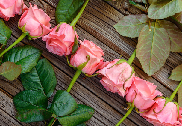 Close up on reverse facing rows of pink roses - 写真・画像