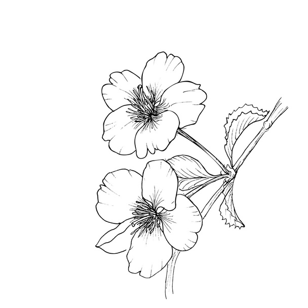 Hand drawn branch of cherry blossom - Vettoriali, immagini