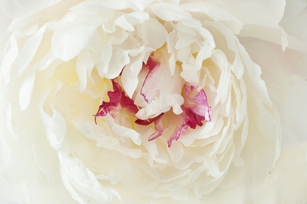 美しい牡丹の花マクロ - 写真・画像