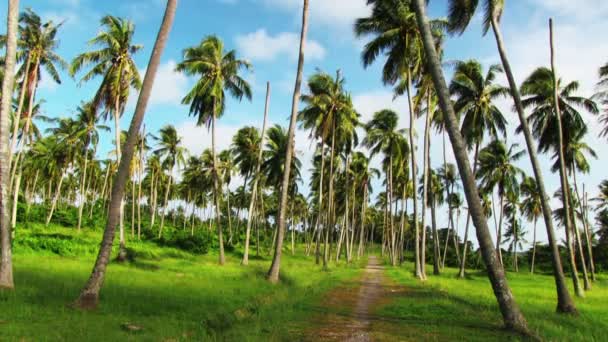 Trópusi pálmafák - Felvétel, videó