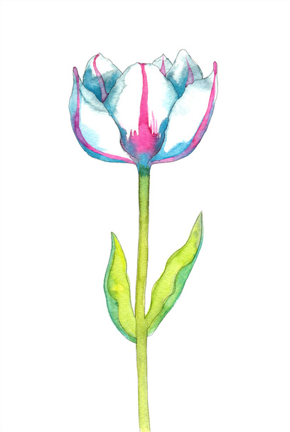 Belle aquarelle tulip - Photo, image