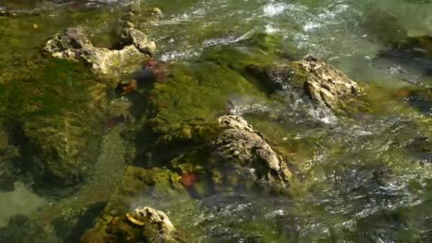 Zbliżenie wody przepływającej przez skały - Materiał filmowy, wideo