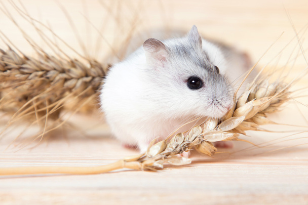 small Jungar hamster on a table with barley spikelets - Photo, Image
