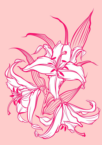 Белые лилии
 - Вектор,изображение