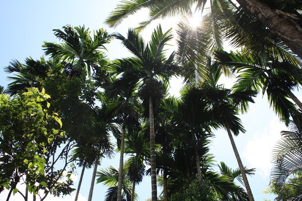 Сонячне світло проникаючі пальми
 - Фото, зображення