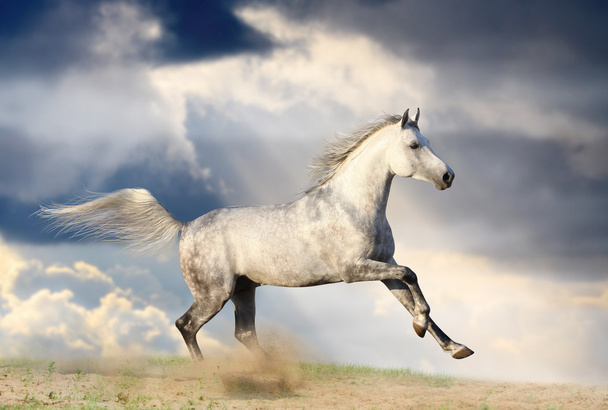 Stallion in dust - Photo, Image