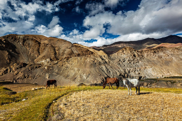 Horses and cow grazing in Himalayas. Ladakh, India - Фото, зображення