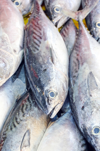 Φρέσκα ψαράκια τόνου - Φωτογραφία, εικόνα
