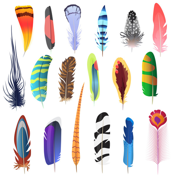 Collection of detailed color bird feathers set. Decoration elements. Vector illustration. - Вектор,изображение
