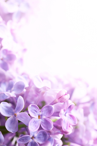 Art Spring lilac abstract background - Photo, Image