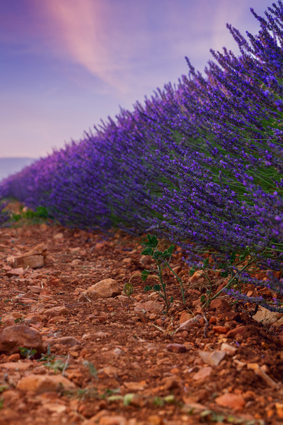 Hermosos colores campos de lavanda púrpura cerca de Valensole, Provenza
 - Foto, Imagen