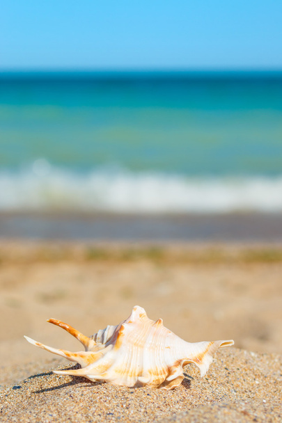 Оболочка в песке на берегу моря - Фото, изображение