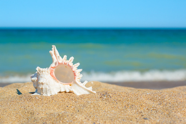 Kuori hiekassa meren rannalla
 - Valokuva, kuva