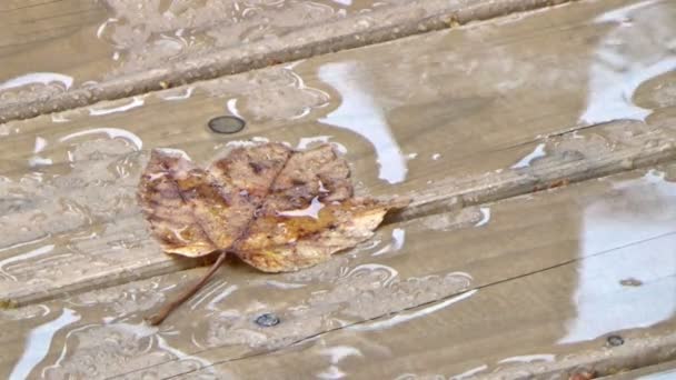 Otoño hoja de arce dorado caído en el suelo bajo la lluvia
 - Imágenes, Vídeo