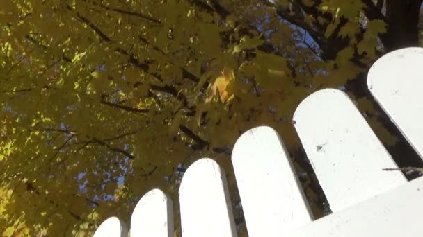 Herbstlandschaft mit Ahornbaum, fallenden Blättern und Lattenzäunen - Filmmaterial, Video