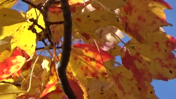Kleurrijke goud en rode esdoorn herfstbladeren waait in de wind - Video