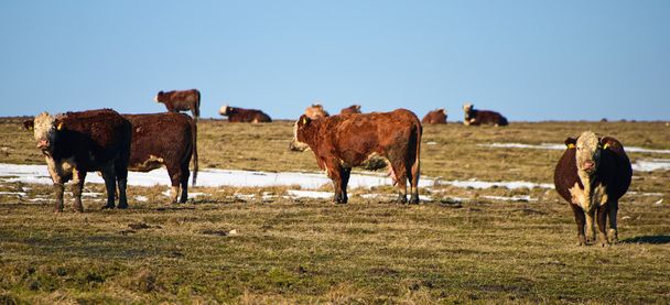 Αγελάδες σε βοσκότοπους - Φωτογραφία, εικόνα