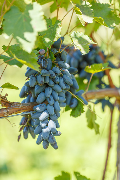 Siniset syötäväksi tarkoitetut viinirypäleet viinitarhoissa
 - Valokuva, kuva