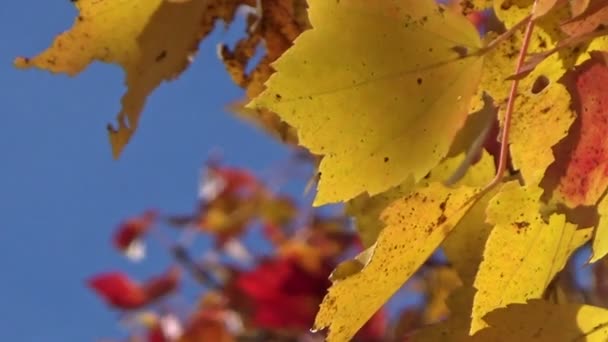 Colorido oro y arce rojo hojas de otoño soplando en el viento
 - Metraje, vídeo