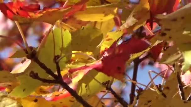 Цветные золотые и красные кленовые осенние листья, дующие на ветру
 - Кадры, видео