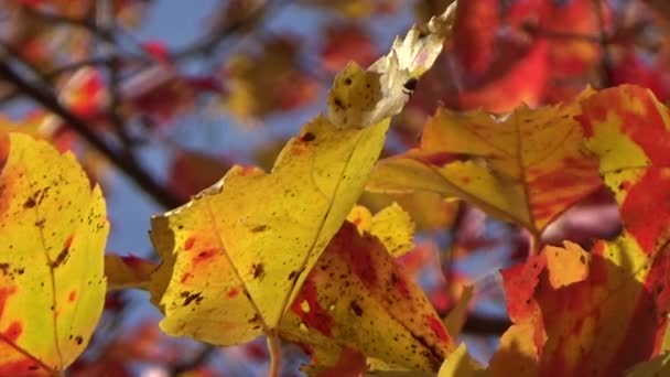 Kolorowe złota i klon czerwony jesień liście wiejący wiatr - Materiał filmowy, wideo