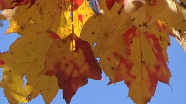 Барвисте золото-червоне кленове осіннє листя, що дме на вітрі
 - Кадри, відео