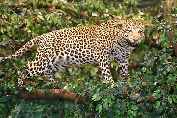 ausgestopfter Leopard Panthera pardus auf dem Baum - Foto, Bild