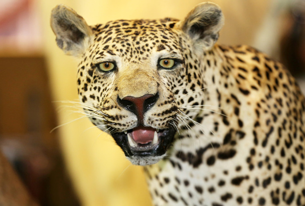 таксідермія леопарда Пантера Пардуса в джунглях
 - Фото, зображення