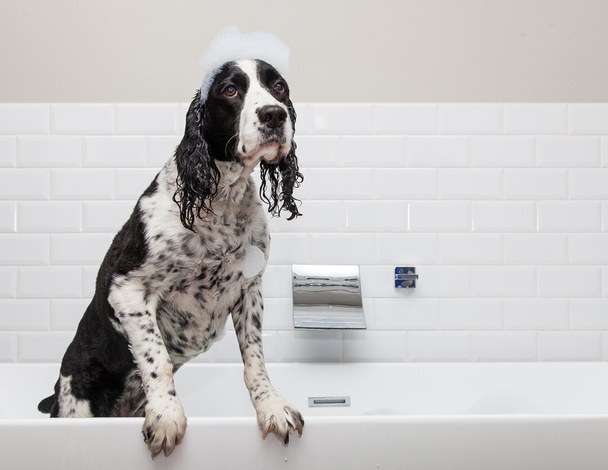 Divertido Springer Spaniel perro en la bañera
 - Foto, Imagen