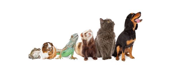 Grupo de mascotas domésticas
 - Foto, imagen