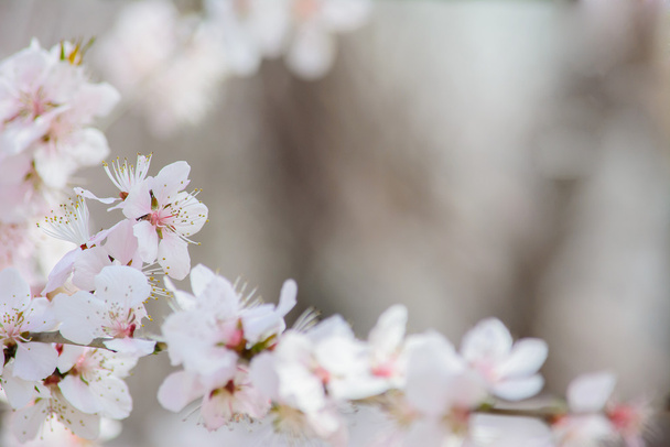 Witte, roze, Peach blossom bloem met achtergrond wazig. - Foto, afbeelding